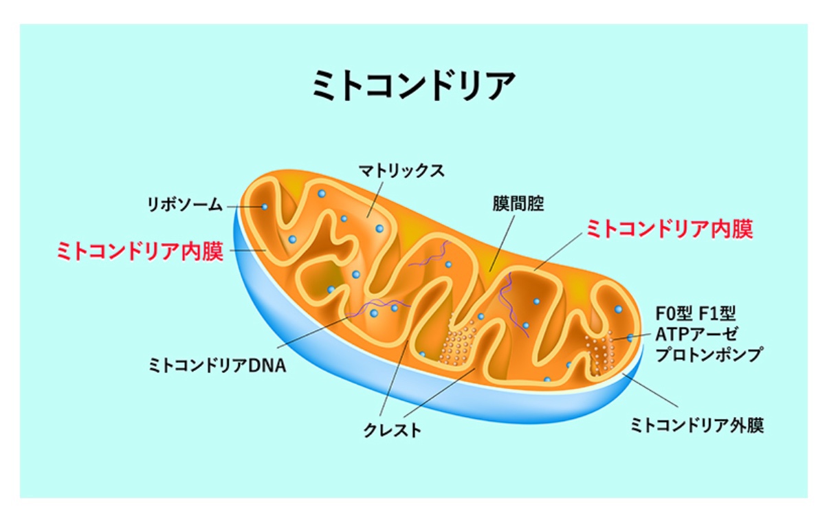 ミトコンドリアとテロメアが体の中でどんな役割をしてるのか 総社市 美容室ルチア 30代 40代 50代の髪の悩み解消